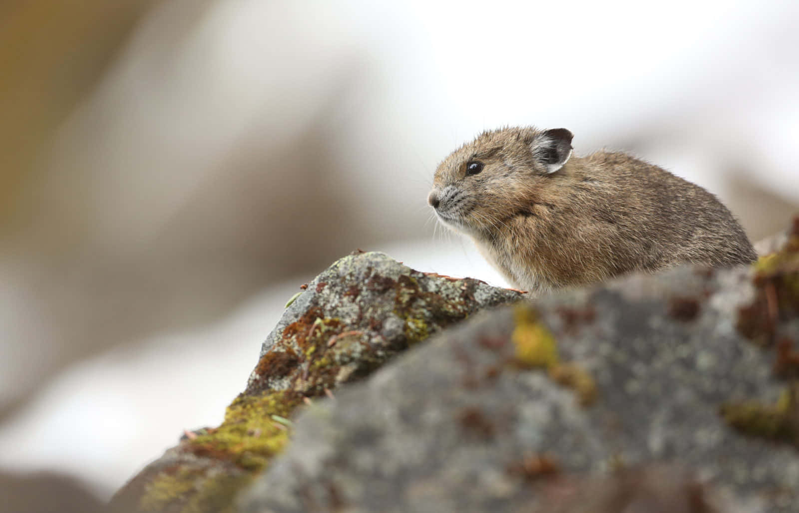 Pika_on_ Rocky_ Outcrop.jpg Wallpaper