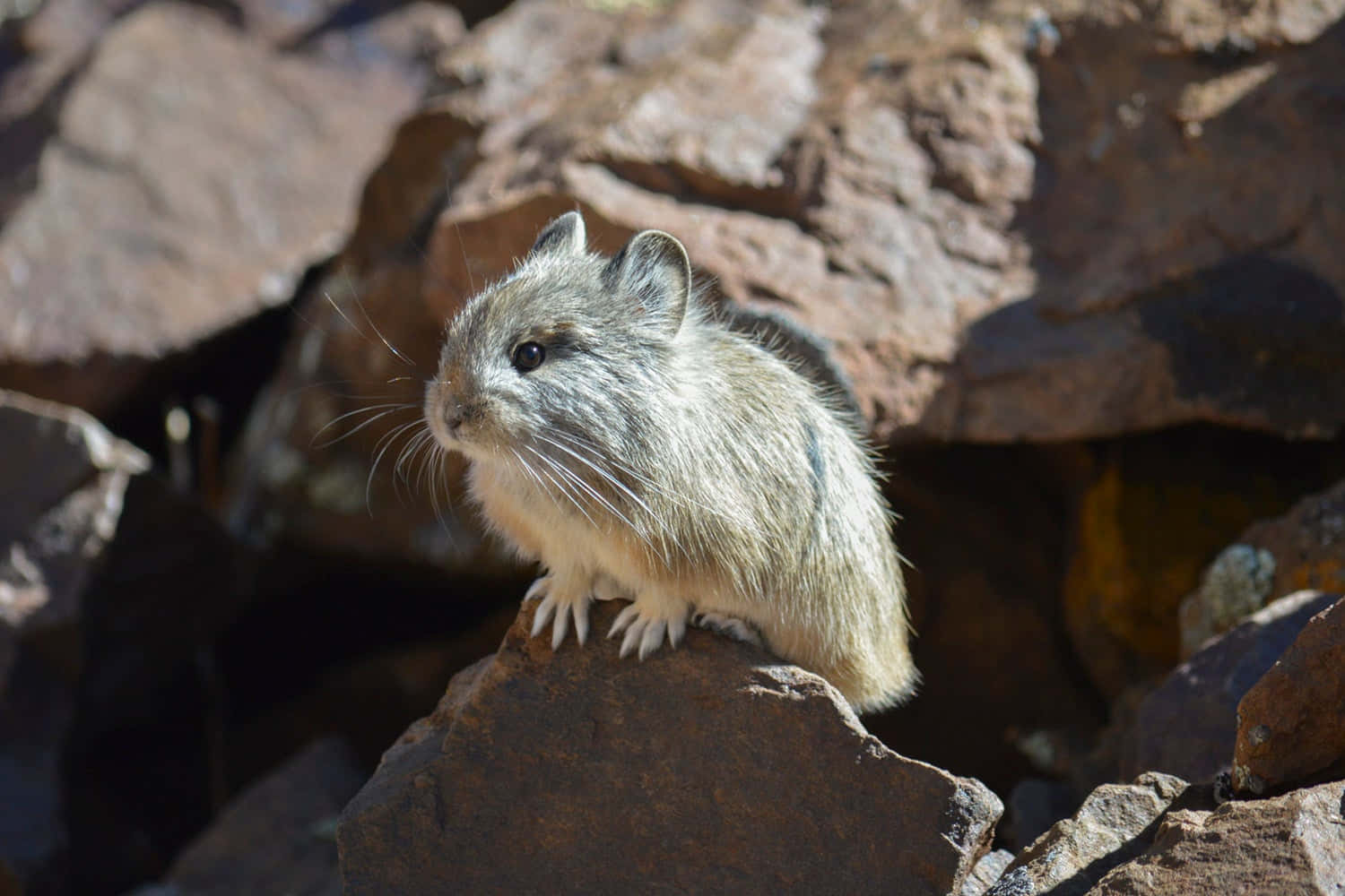 Pika On Rocky Terrain.jpg Wallpaper