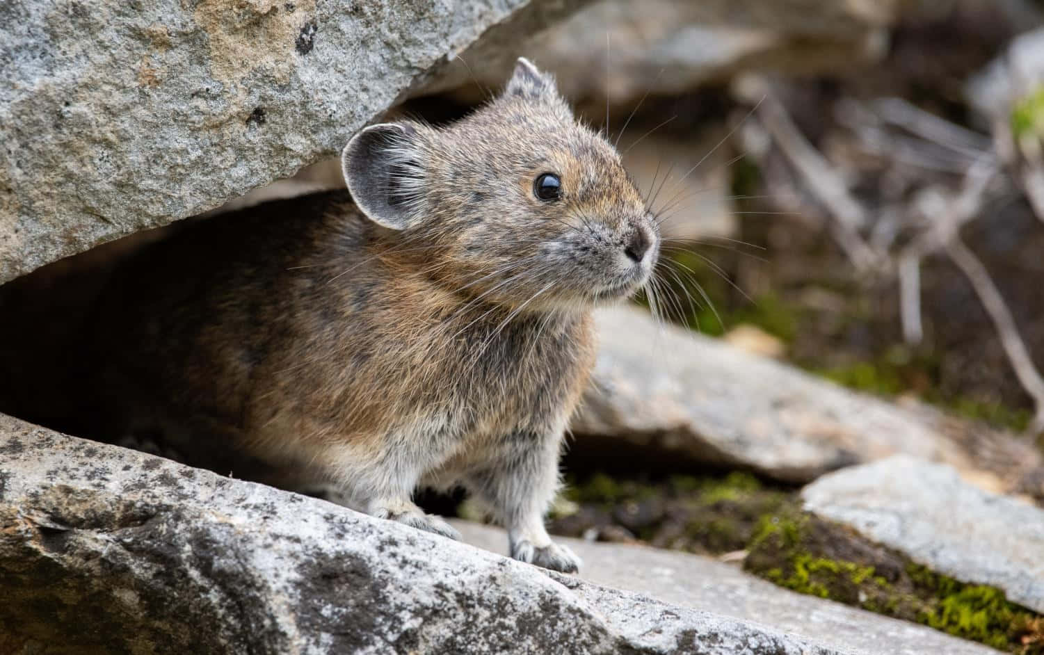 Pika Peeking Out From Rocks Wallpaper