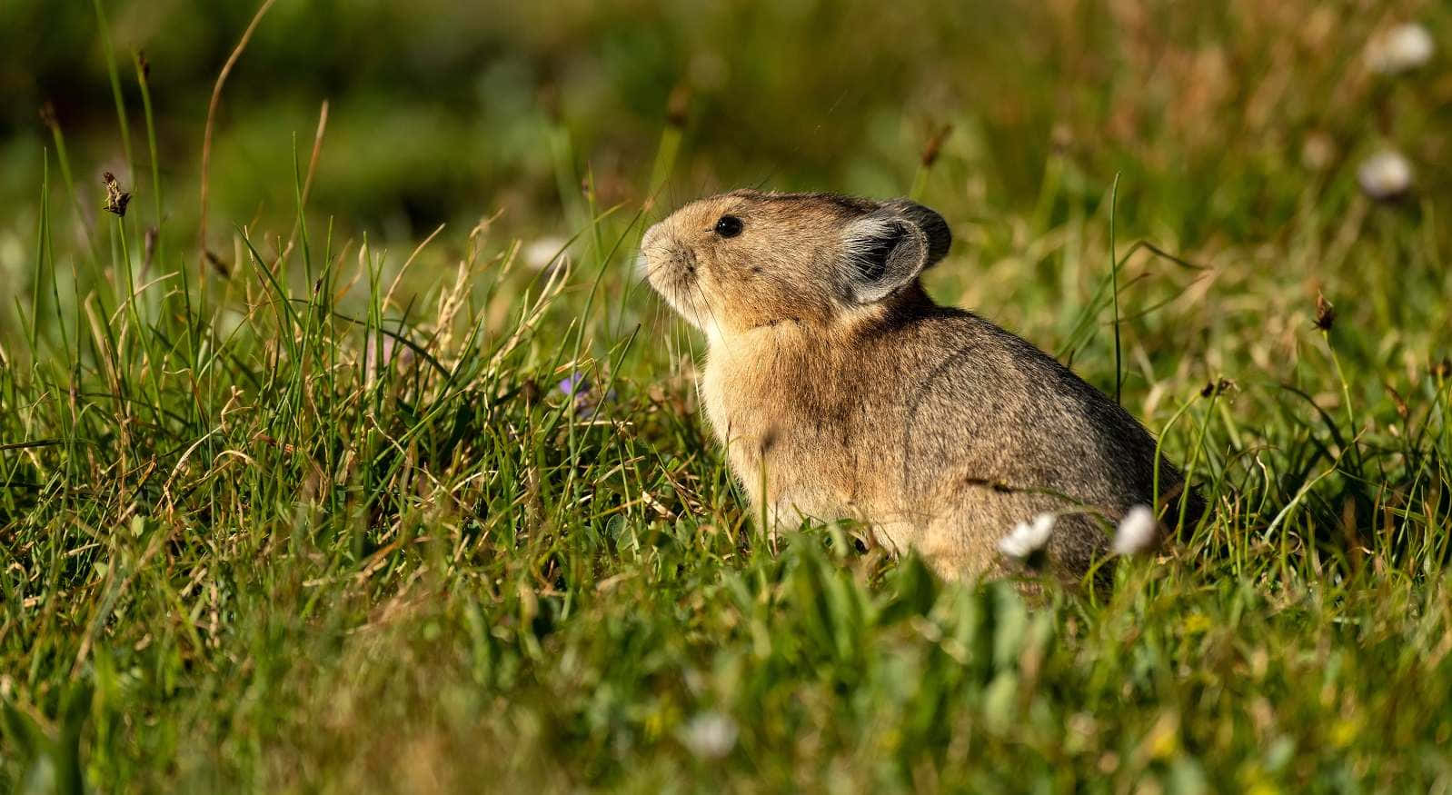 Pikain Grassy Field.jpg Wallpaper