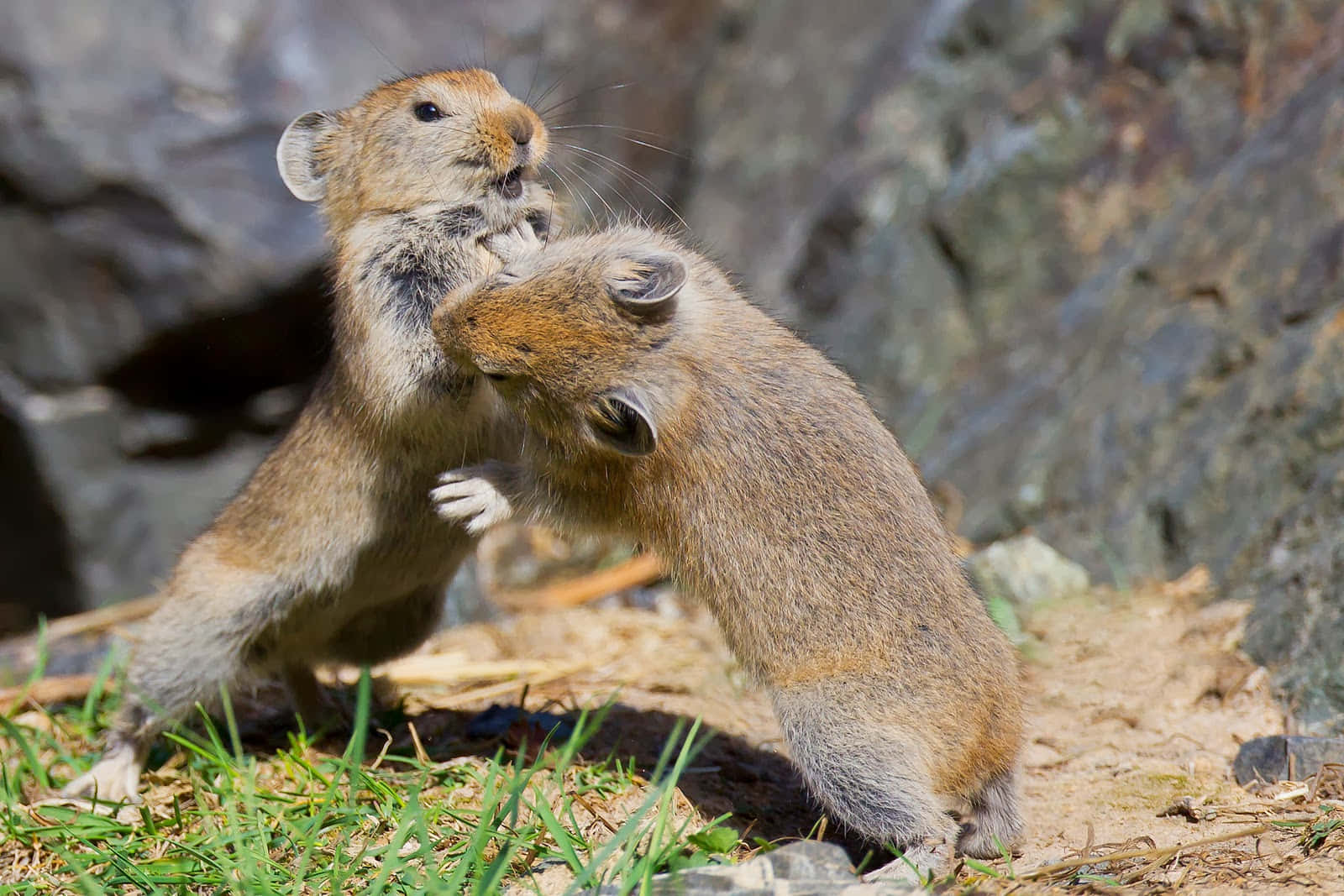 Pikas_in_ Playful_ Tussle.jpg Wallpaper