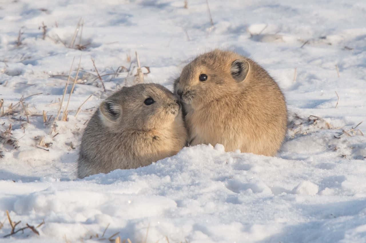 Pikas_in_ Winter_ Snow Wallpaper