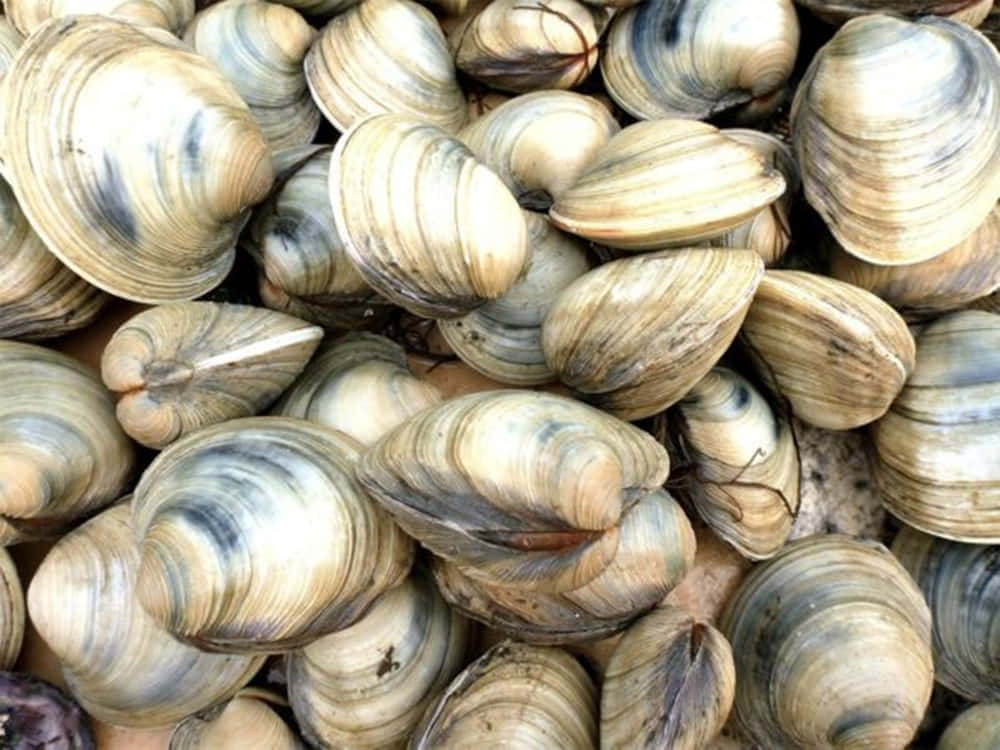 Pileof Quahog Clams Wallpaper