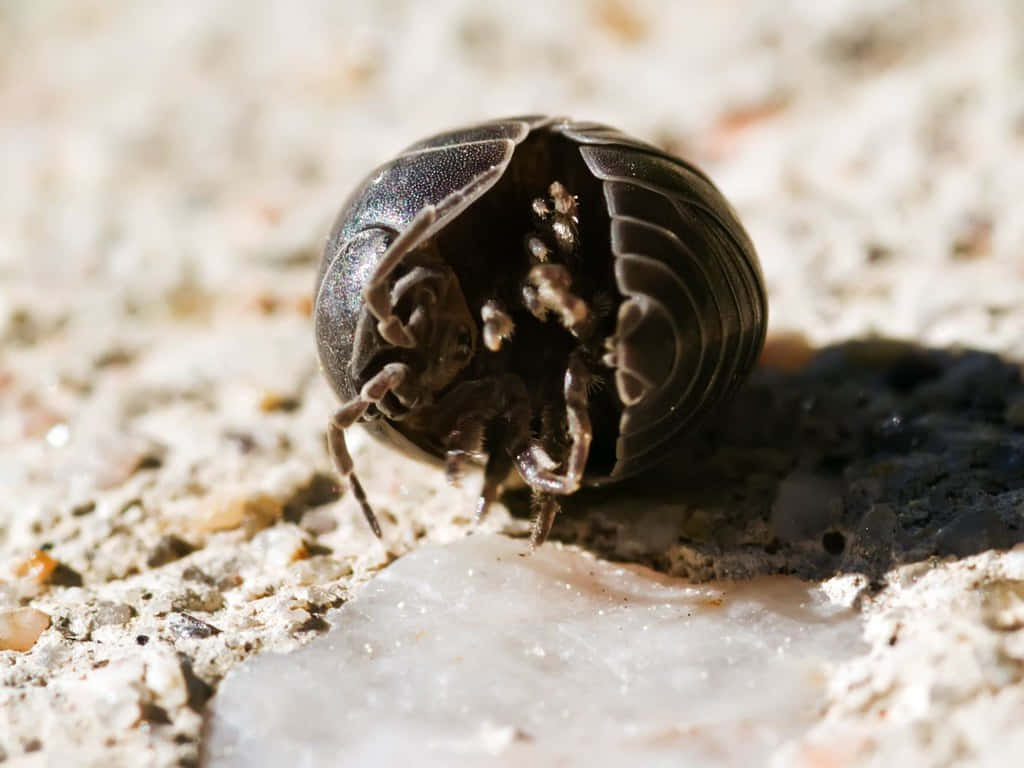 Pillbug Close Up Wallpaper