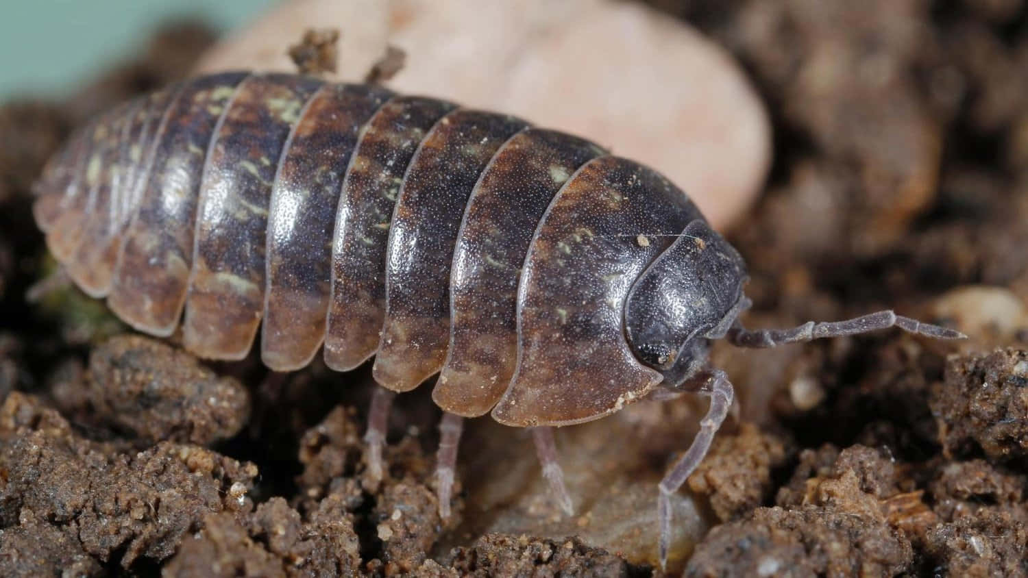 Pillbug Closeup On Soil.jpg Wallpaper