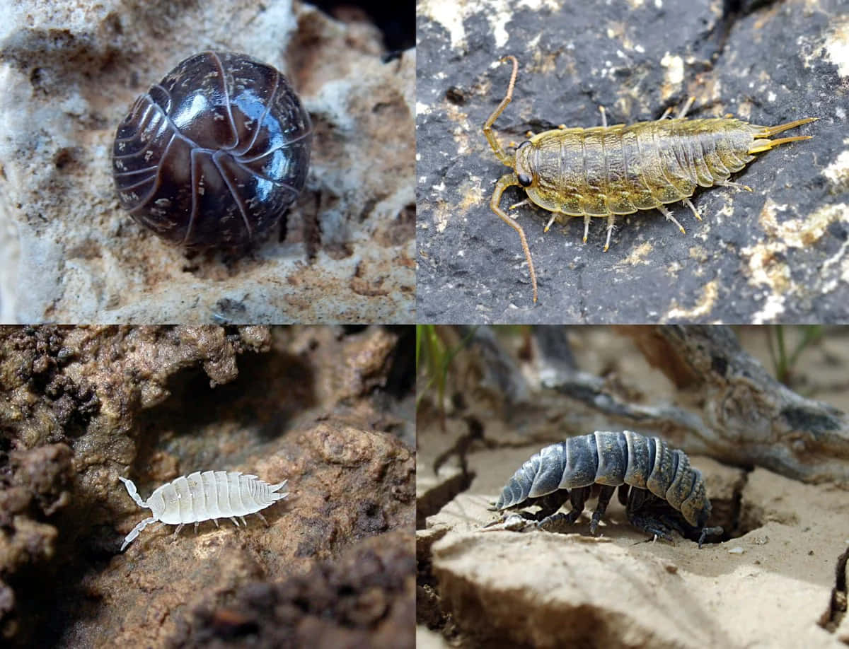 Pillbug Varieties Collage Wallpaper