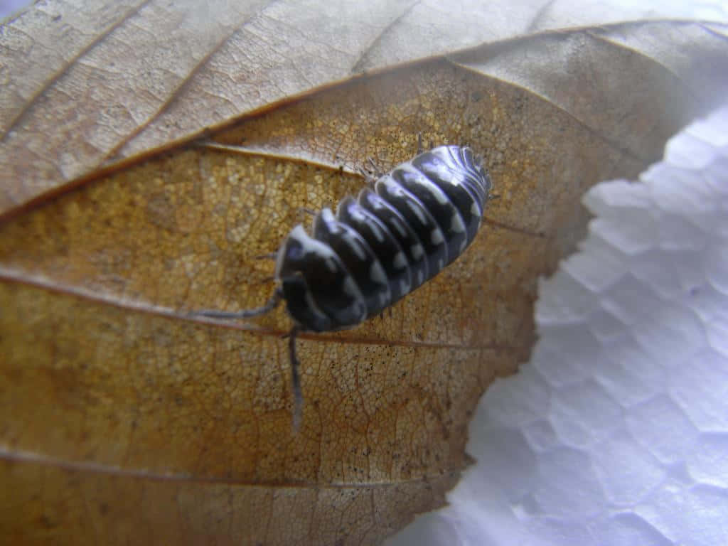 Pillbugon Dried Leaf Wallpaper