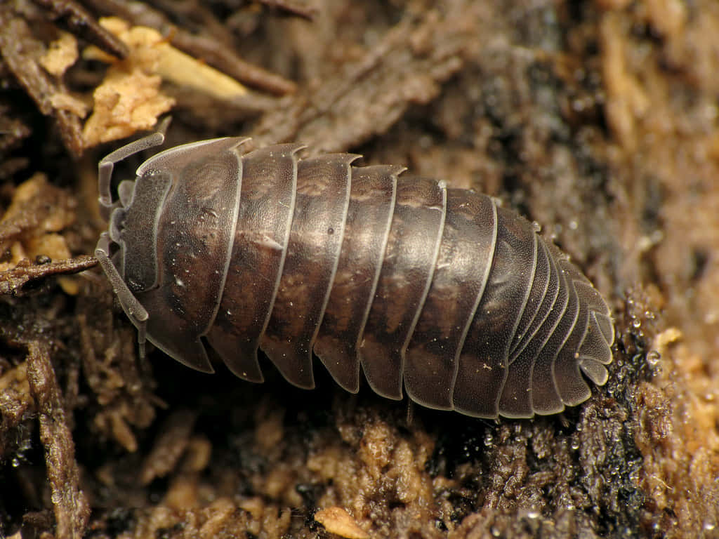 Pillbugon Forest Floor.jpg Wallpaper