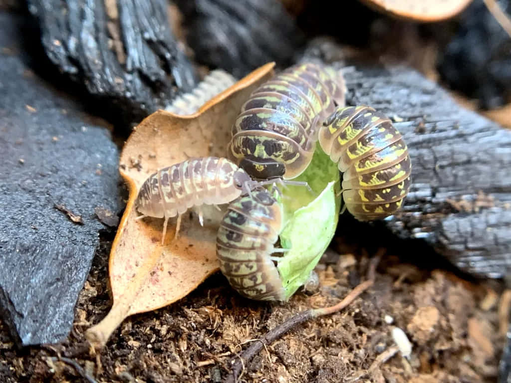 Pillbugs Feastingon Leaf Wallpaper