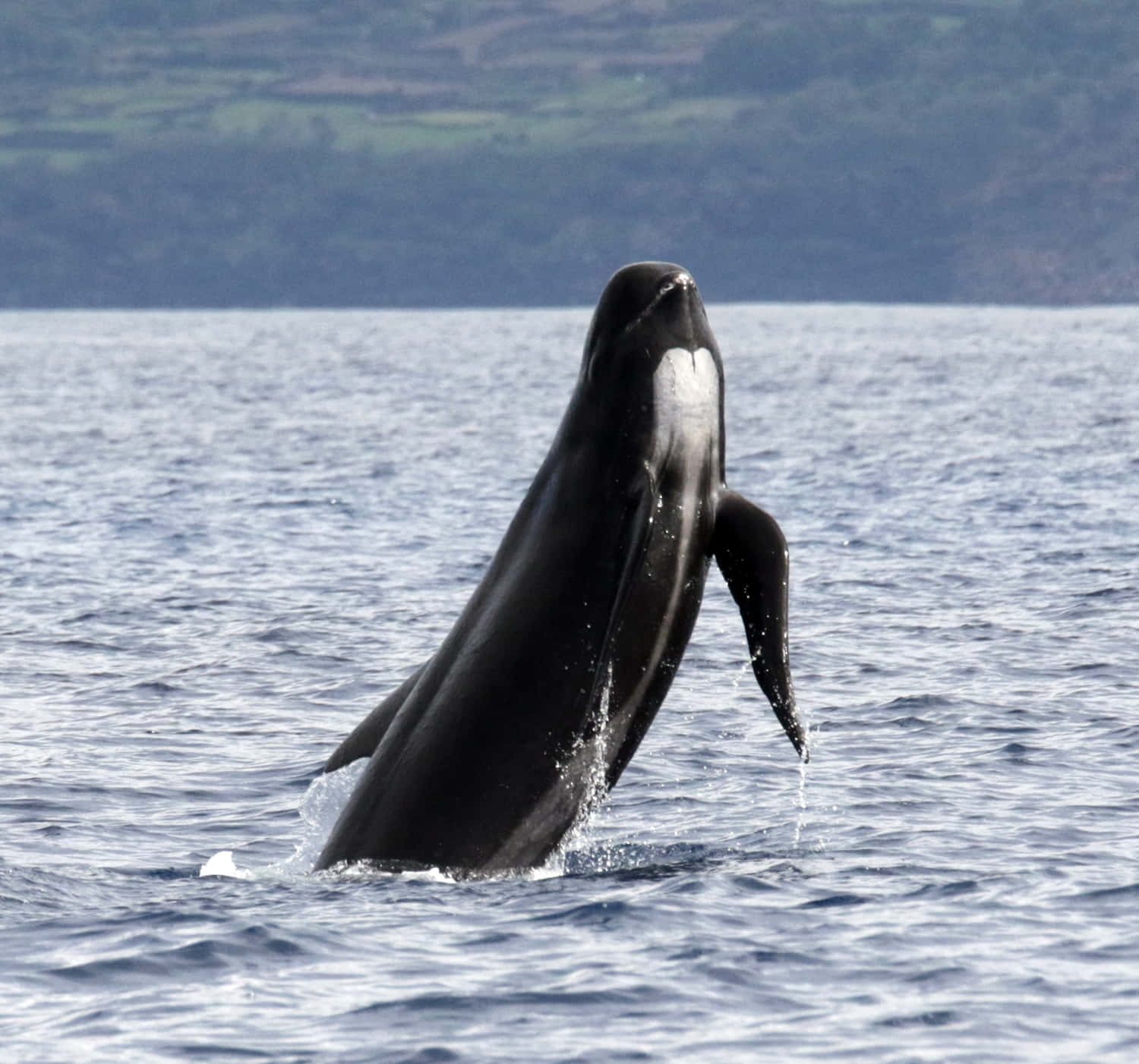 Pilot Whale Breaching Ocean Wallpaper