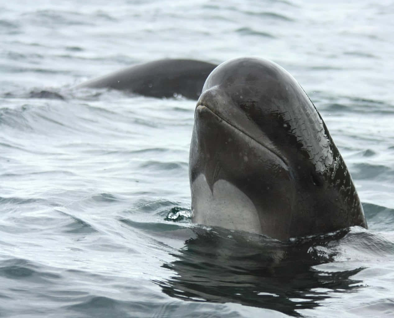 Pilot Whale Close Up Wallpaper