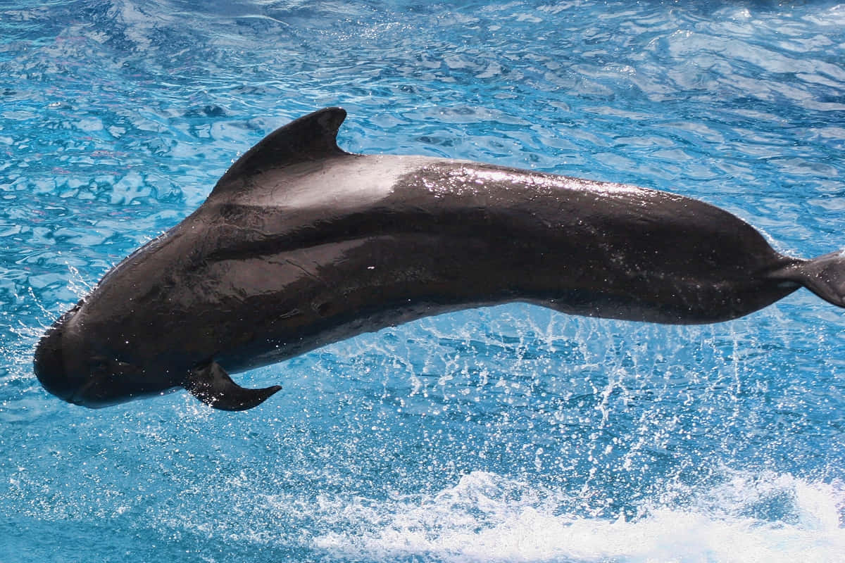 Pilot Whale Leaping Water Wallpaper