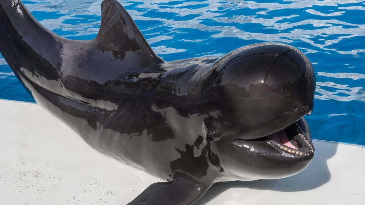 Pilot Whale Smiling Poolside Wallpaper