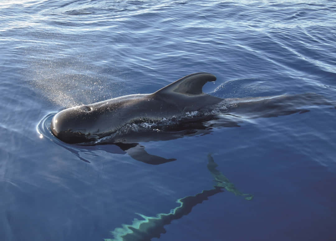 Pilot Whale Surfacing Wallpaper