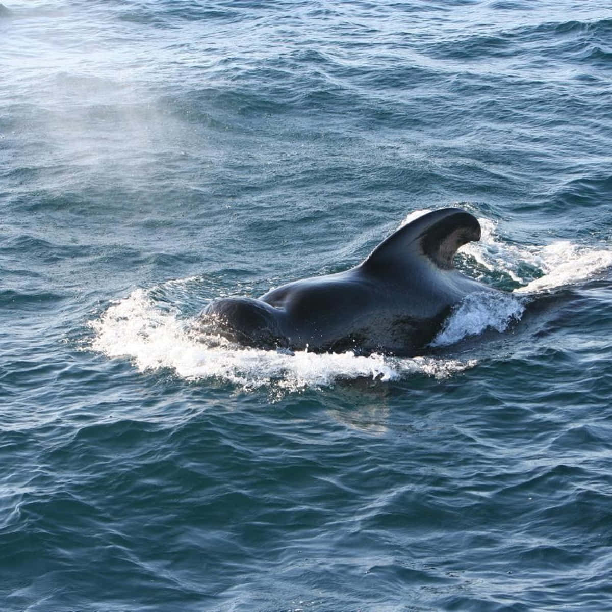 Pilot Whale Surfacing Wallpaper