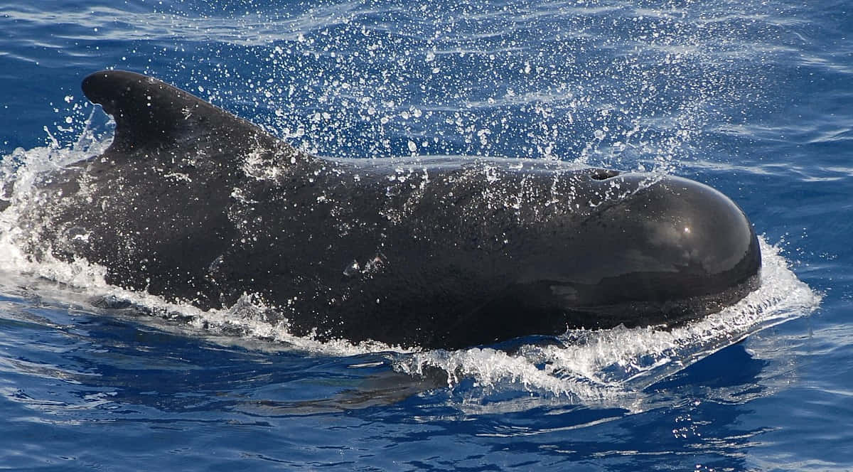 Pilot Whale Surfacing Wallpaper