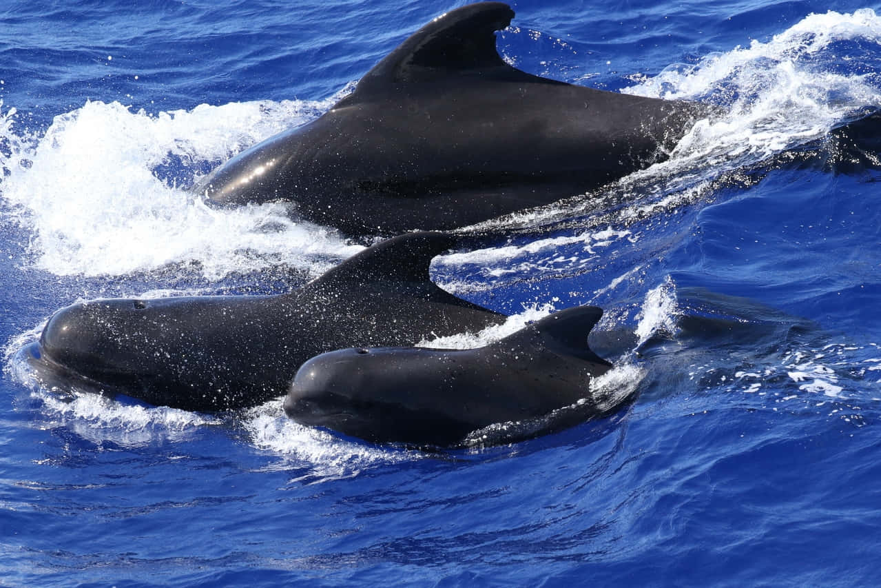 Pilot Whales Gliding Through Blue Ocean Wallpaper