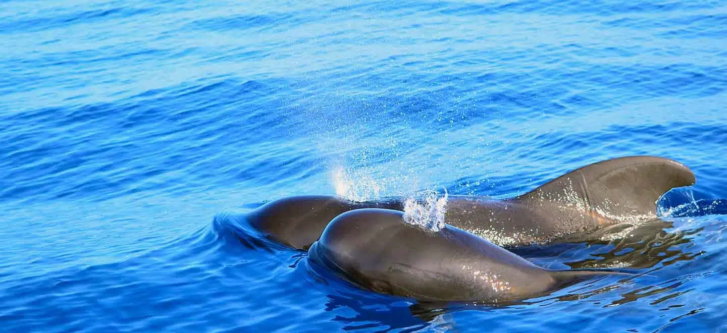 Pilot Whales Gliding Through Blue Waters Wallpaper