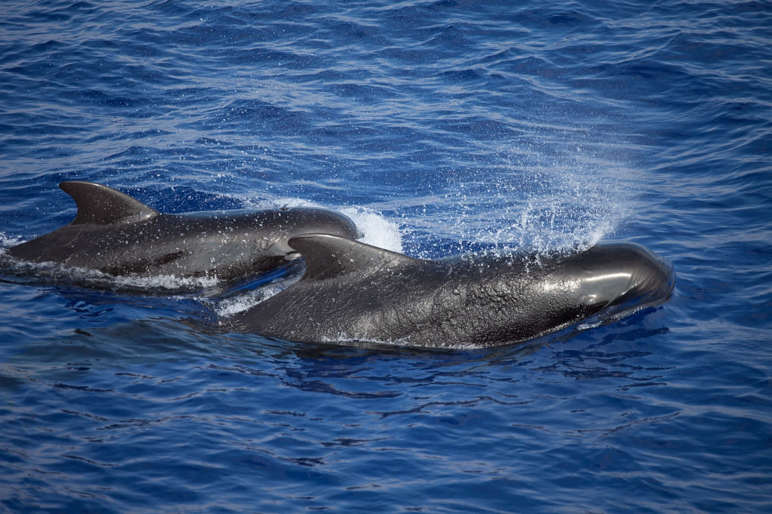 Pilot Whales Gliding Through Blue Waters Wallpaper