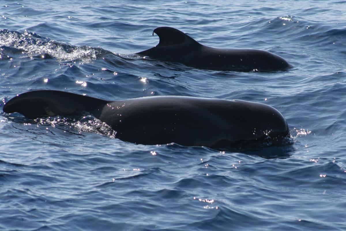 Pilot Whales Gliding Through Ocean Wallpaper