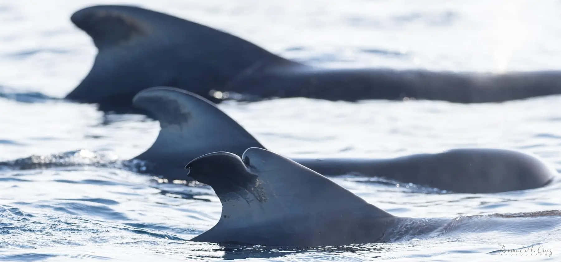 Pilot Whales Gliding Through Ocean Wallpaper