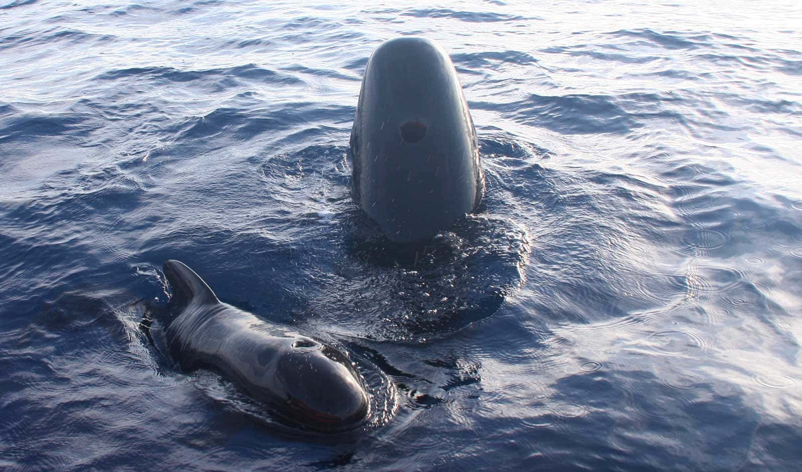 Pilot Whales Surface Behavior Wallpaper