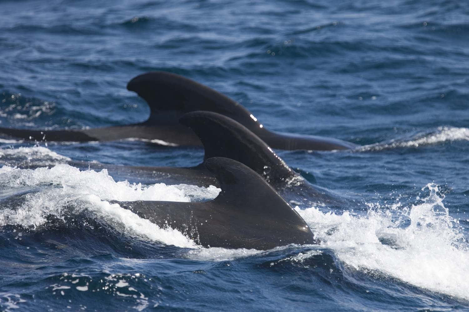 Pilot Whales Surfacing Wallpaper