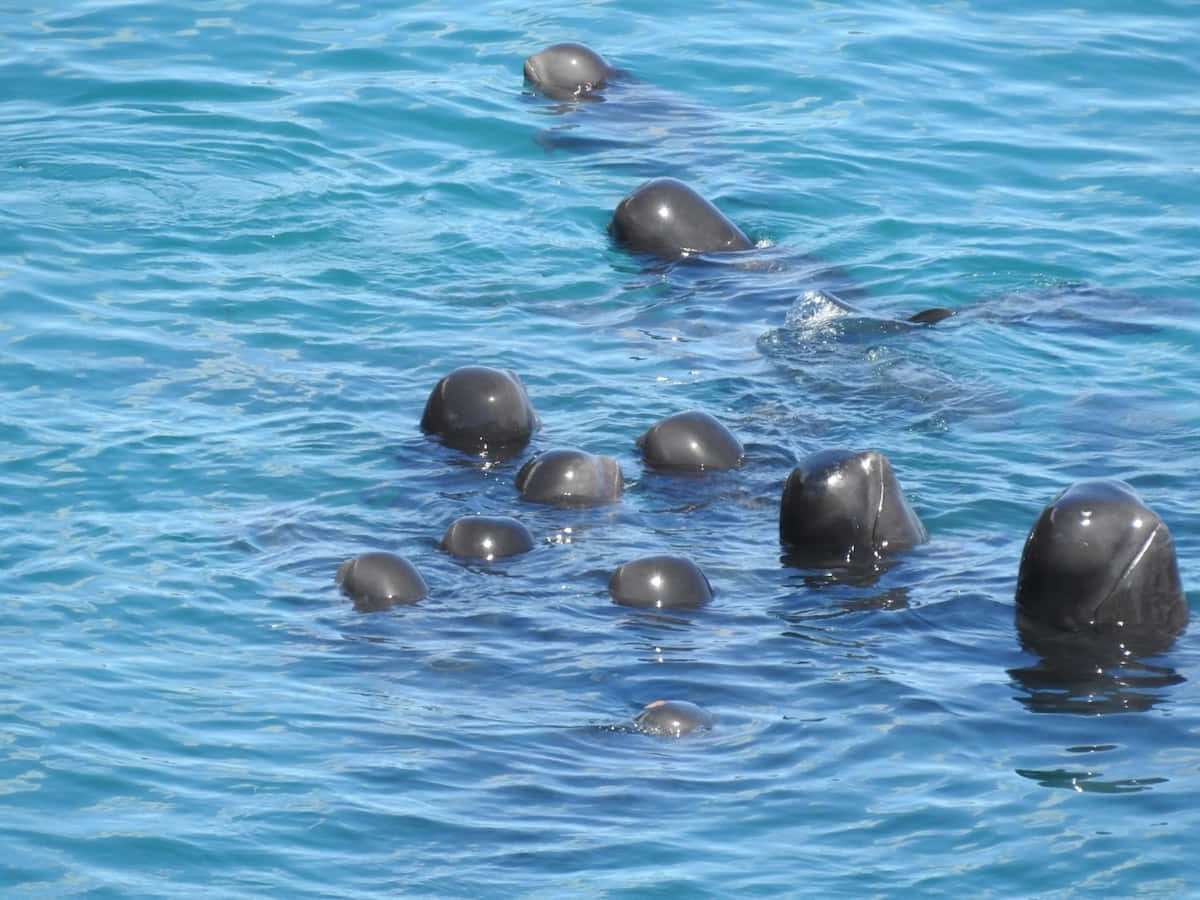 Pilot Whales Surfacing Wallpaper