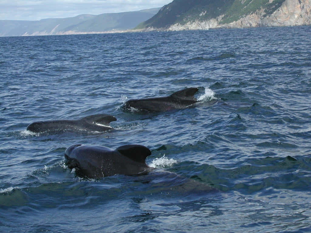 Pilot Whales Swimming Near Coast Wallpaper