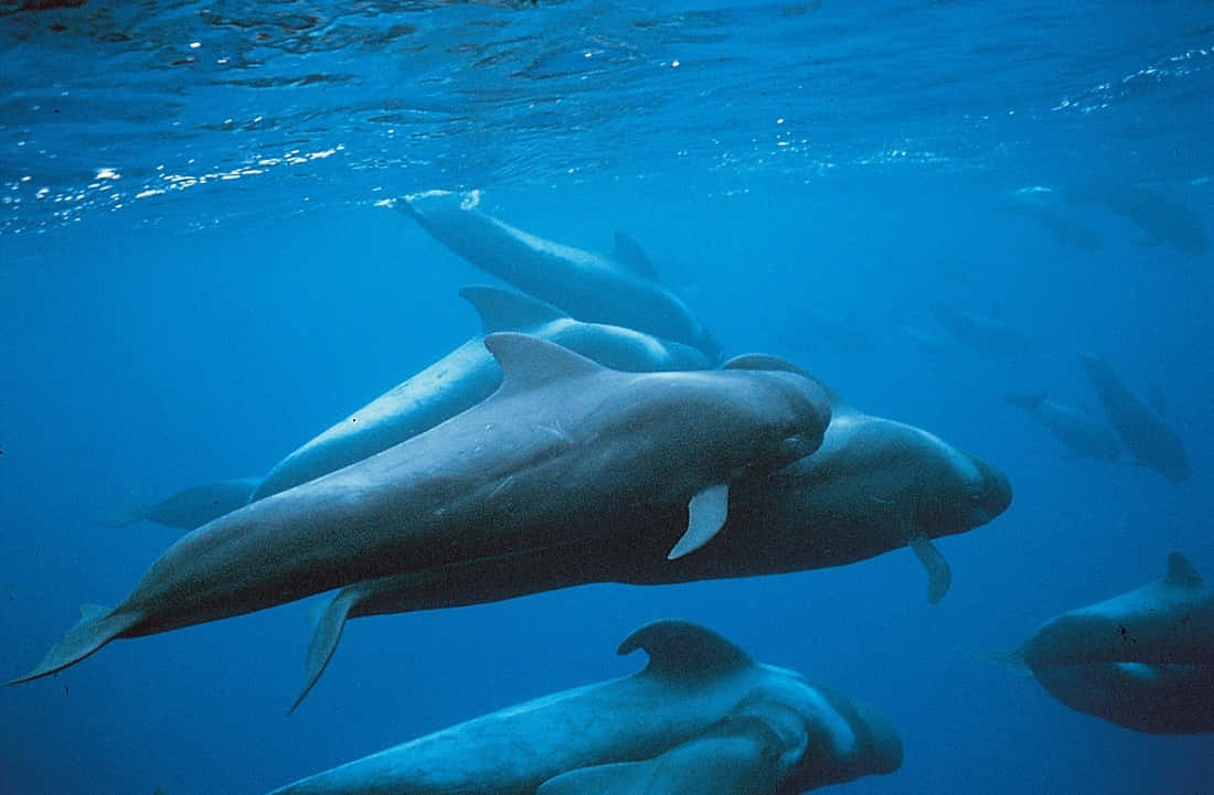 Pilot Whales Underwater Formation Wallpaper