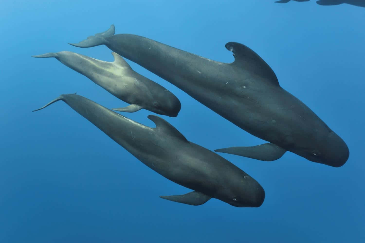 Pilot Whales Underwater Formation Wallpaper