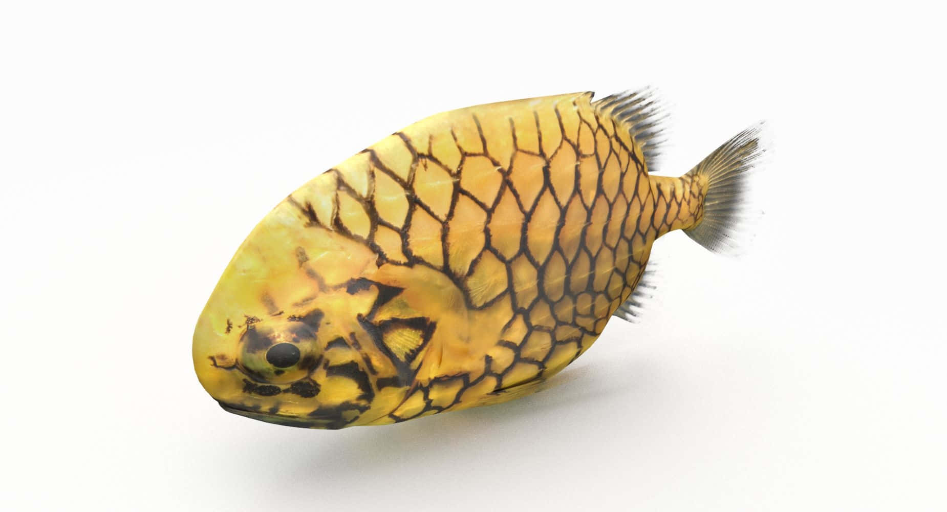 Pineapple Fish Isolated White Background Wallpaper