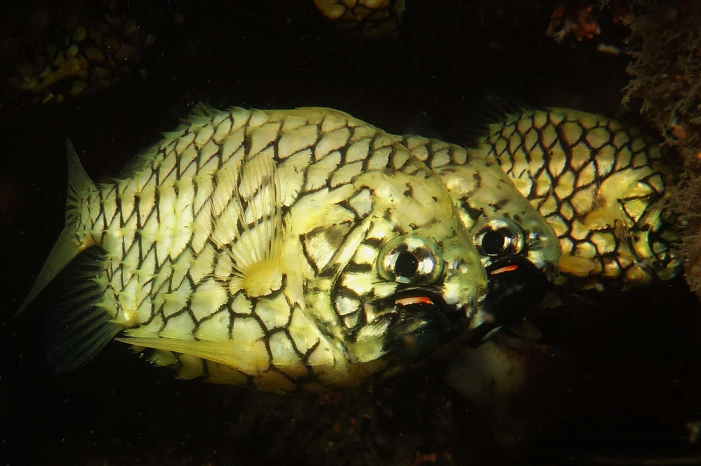 Pineapple Fish Night Dive Wallpaper