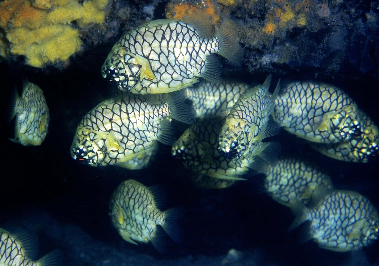 Pineapple Fish School Underwater Wallpaper