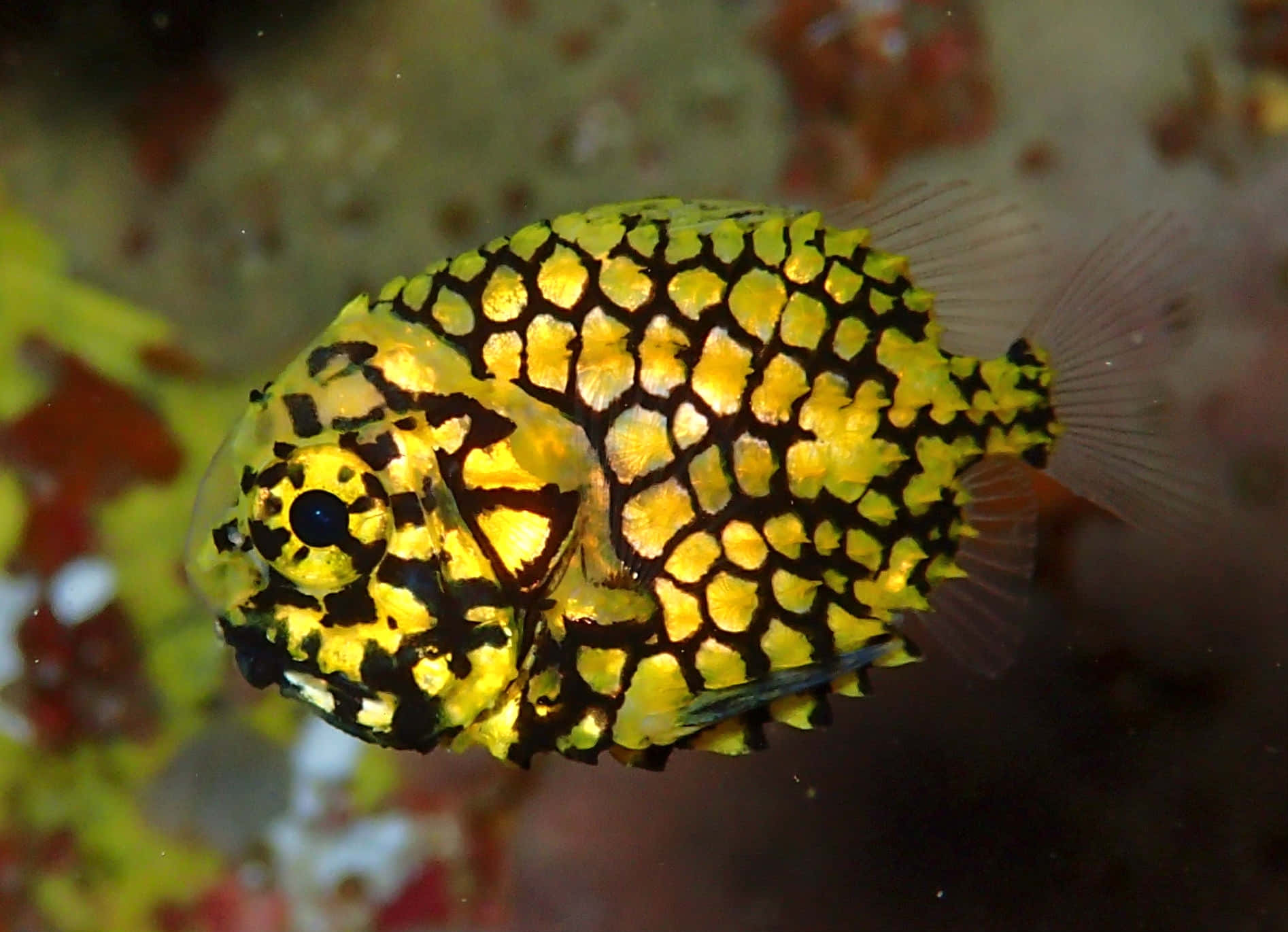 Pineapple Fish Underwater Beauty Wallpaper