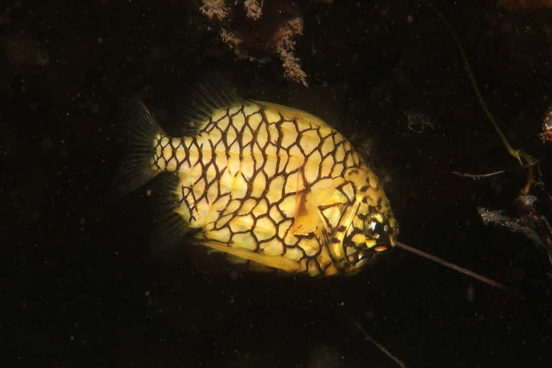 Pineapple Fish Underwater Photography Wallpaper