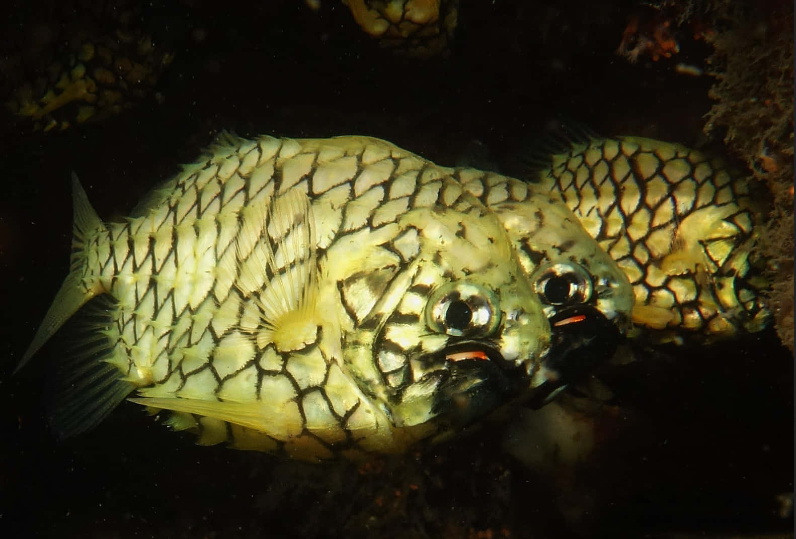 Pineapple Fish Underwater Photography Wallpaper