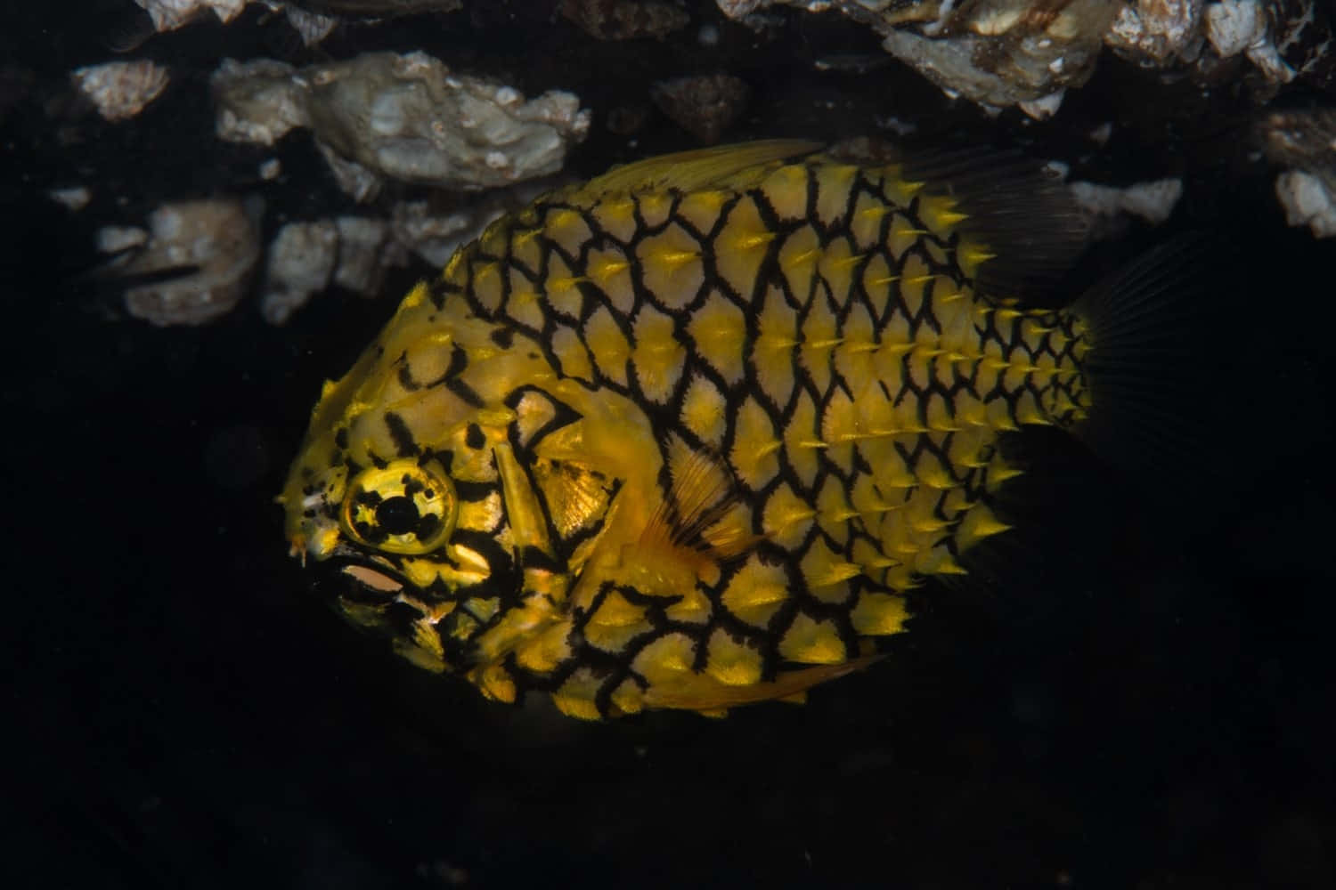 Pineapple Fish Underwater Photography Wallpaper