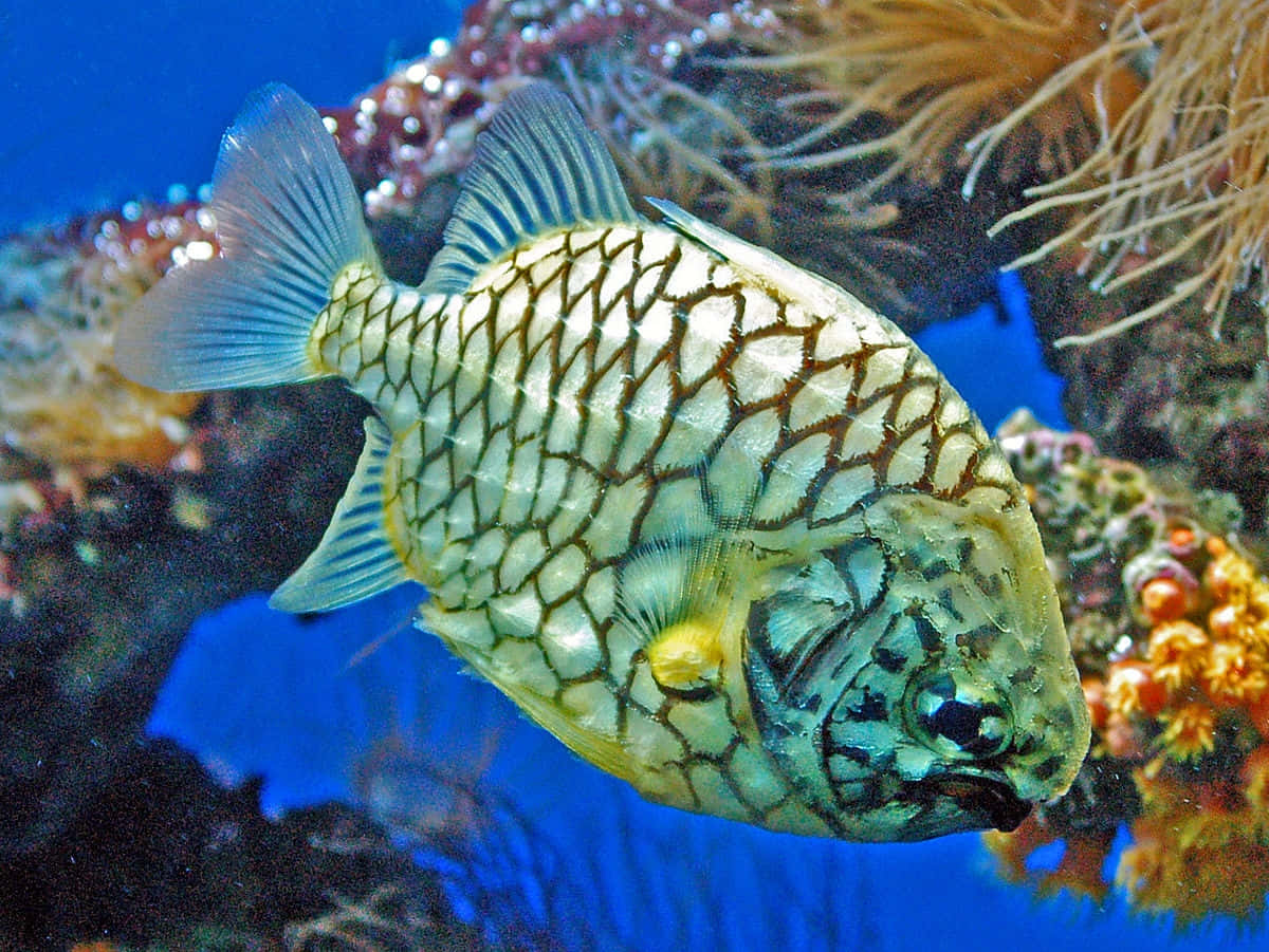 Pineapple Fish Underwater Photography.jpg Wallpaper