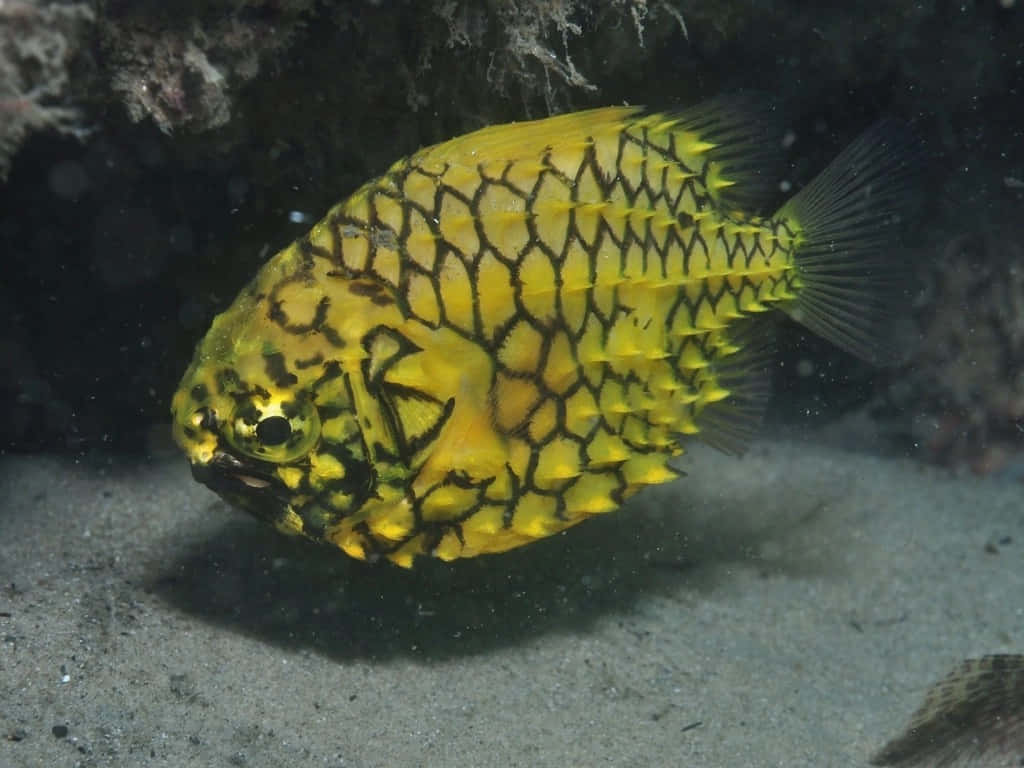 Pineapple Fish Underwater Photography Wallpaper