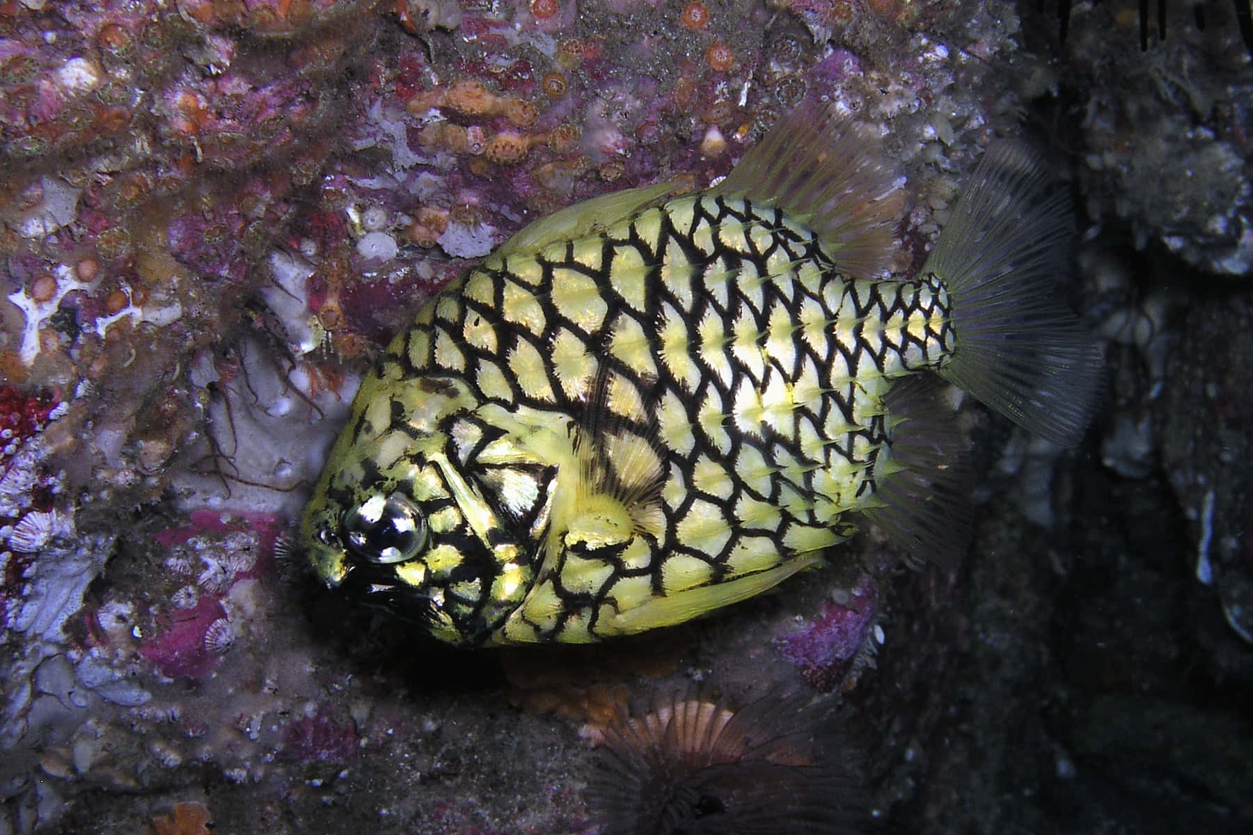 Pineapple Fish Underwater Scene Wallpaper