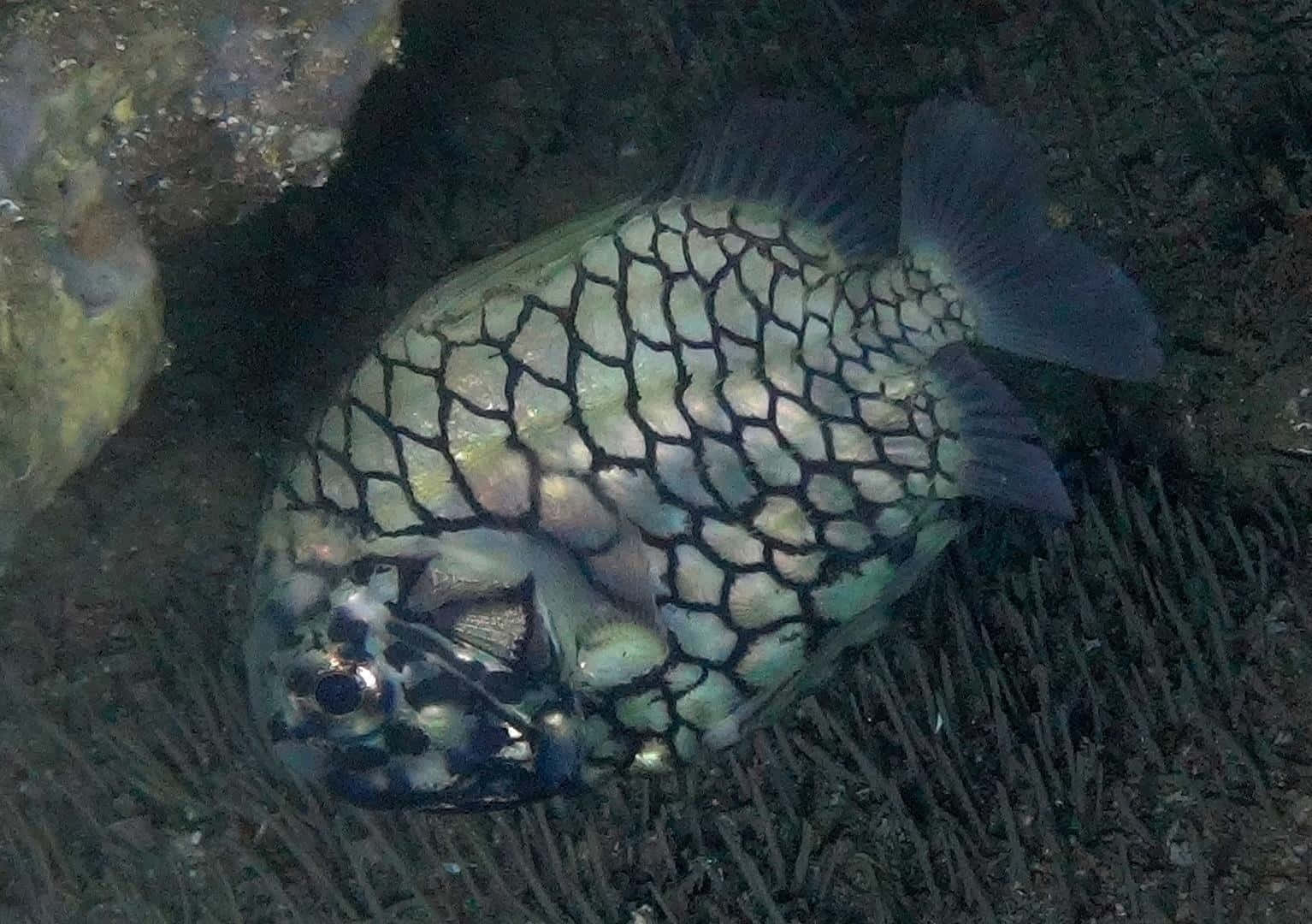 Pineapple Fish Underwater Scene Wallpaper