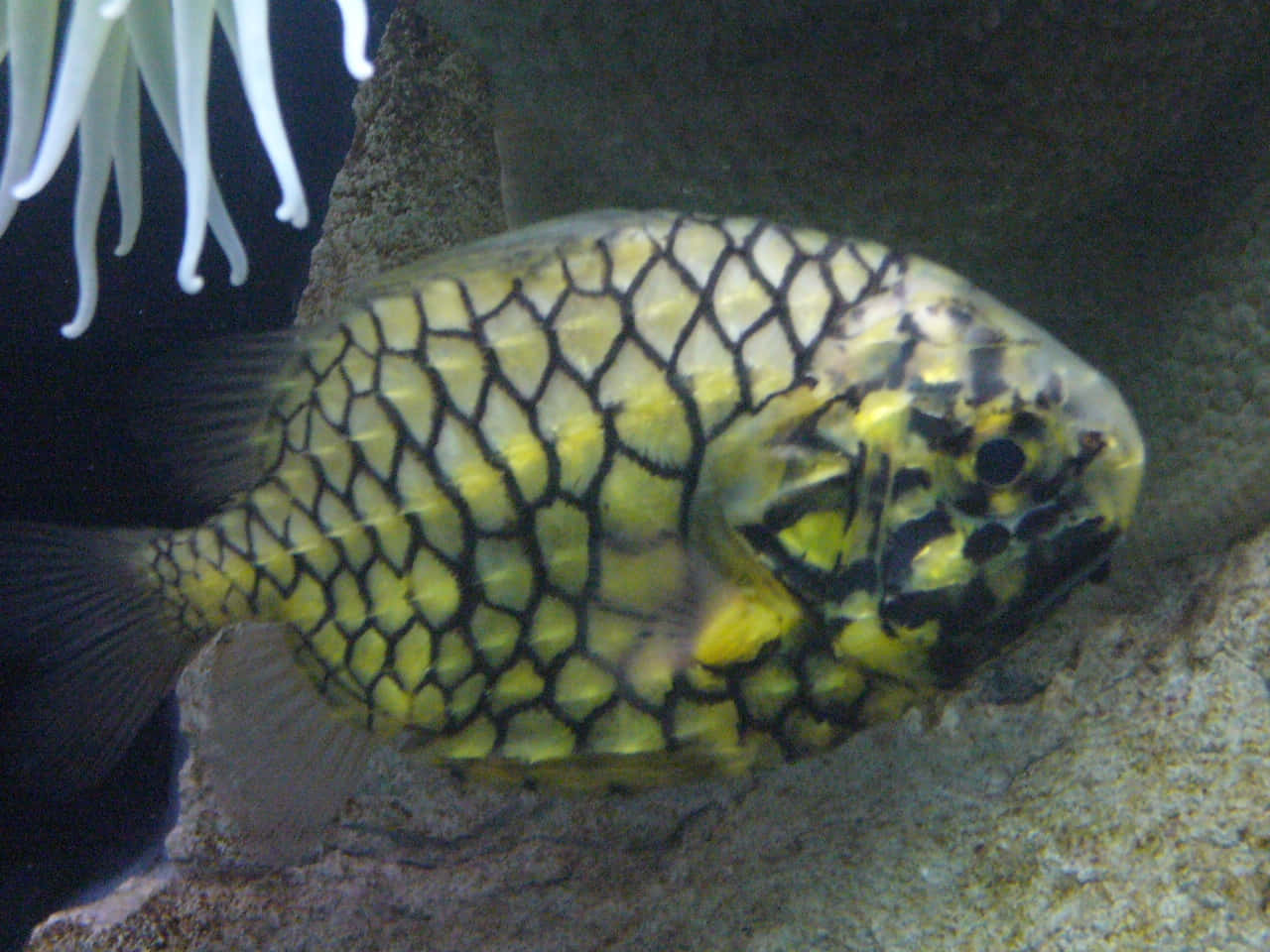 Pineapple Fish Underwater Scene.jpg Wallpaper