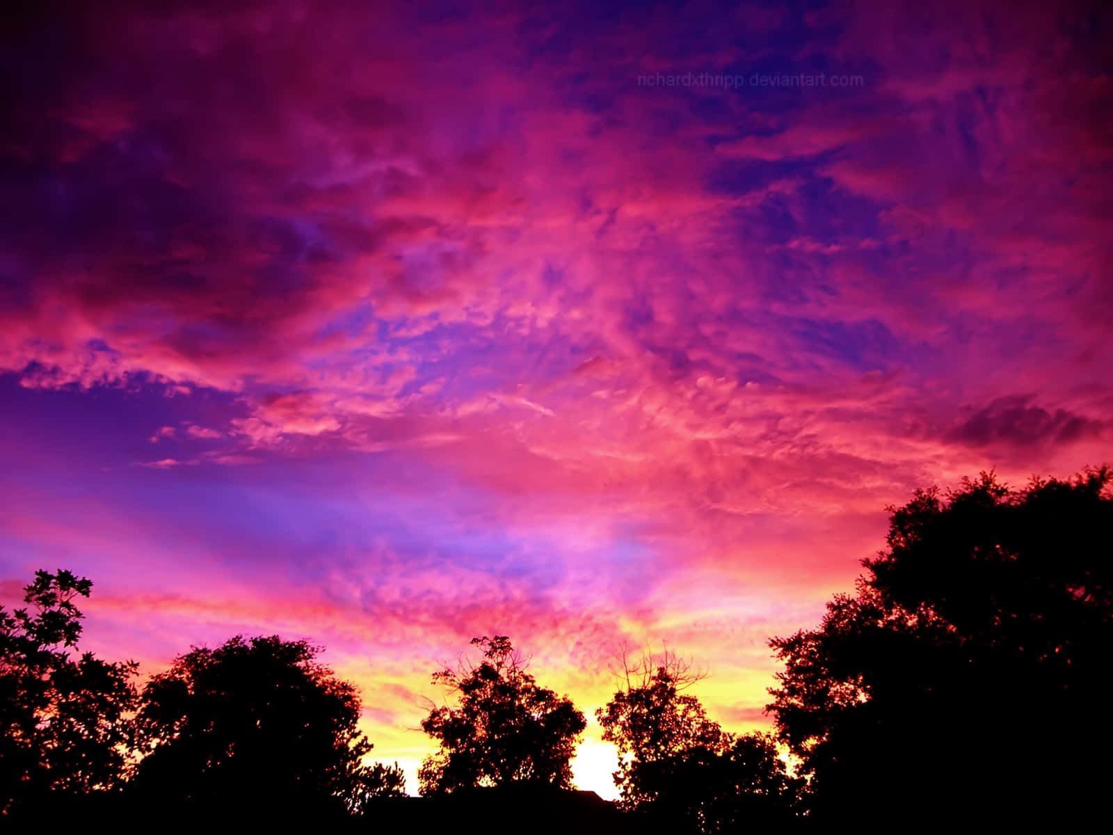 Pink Beach Sunset With Tree Silhouettes Wallpaper