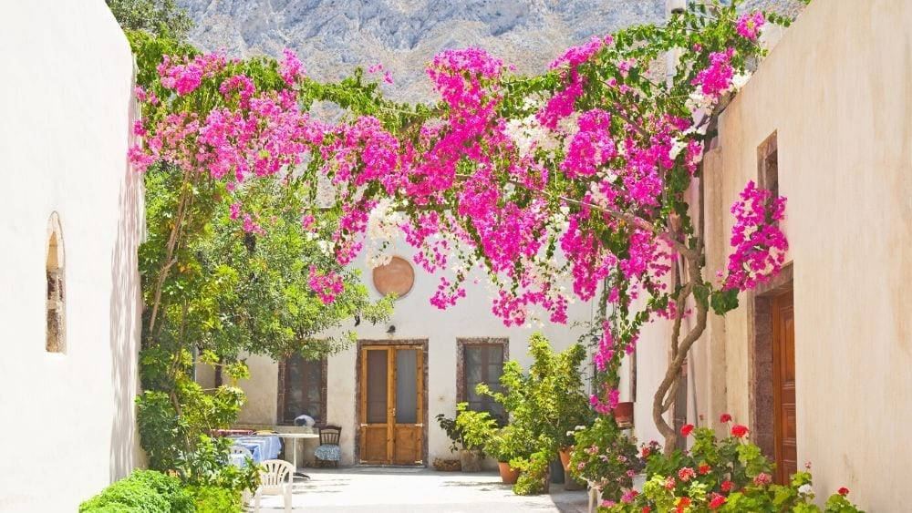 Pink Bougainvillea Balcony Wallpaper