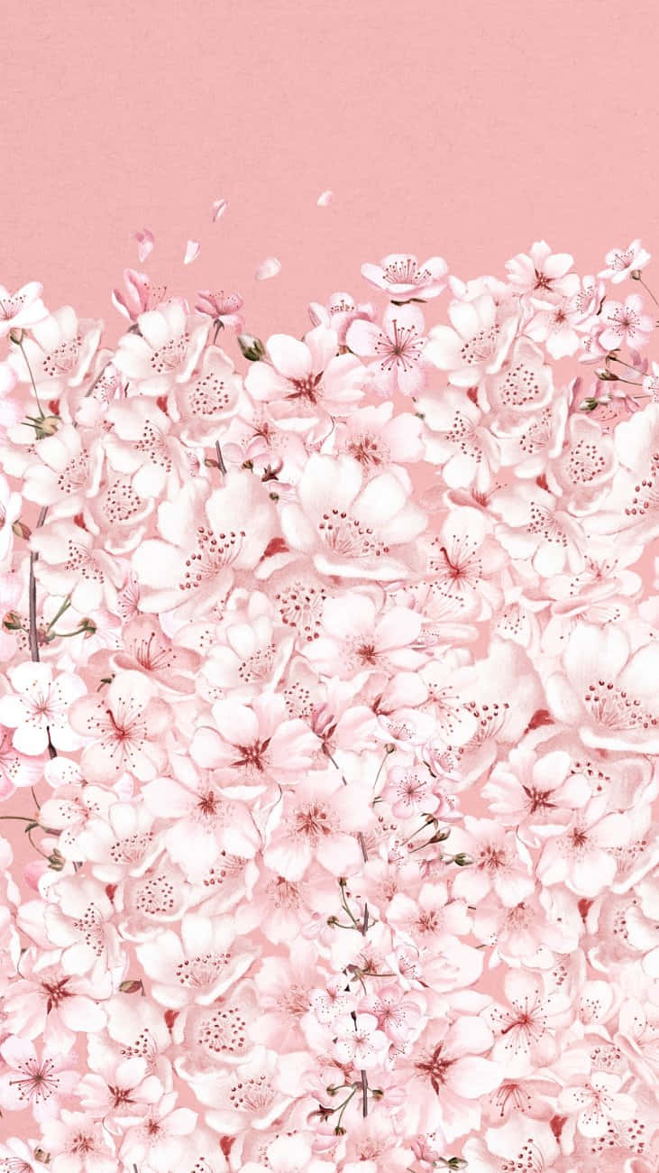 Pink Cherry Blossoms Background Wallpaper