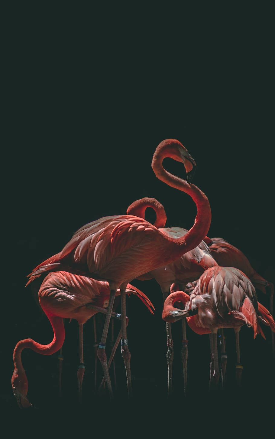 Pink Flamingo Love Birds Resting Wallpaper