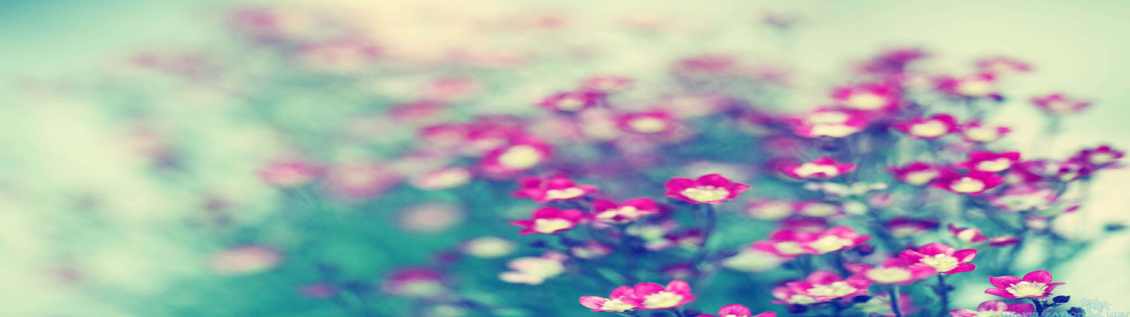 Pink Flowers In A Blurry Background Wallpaper