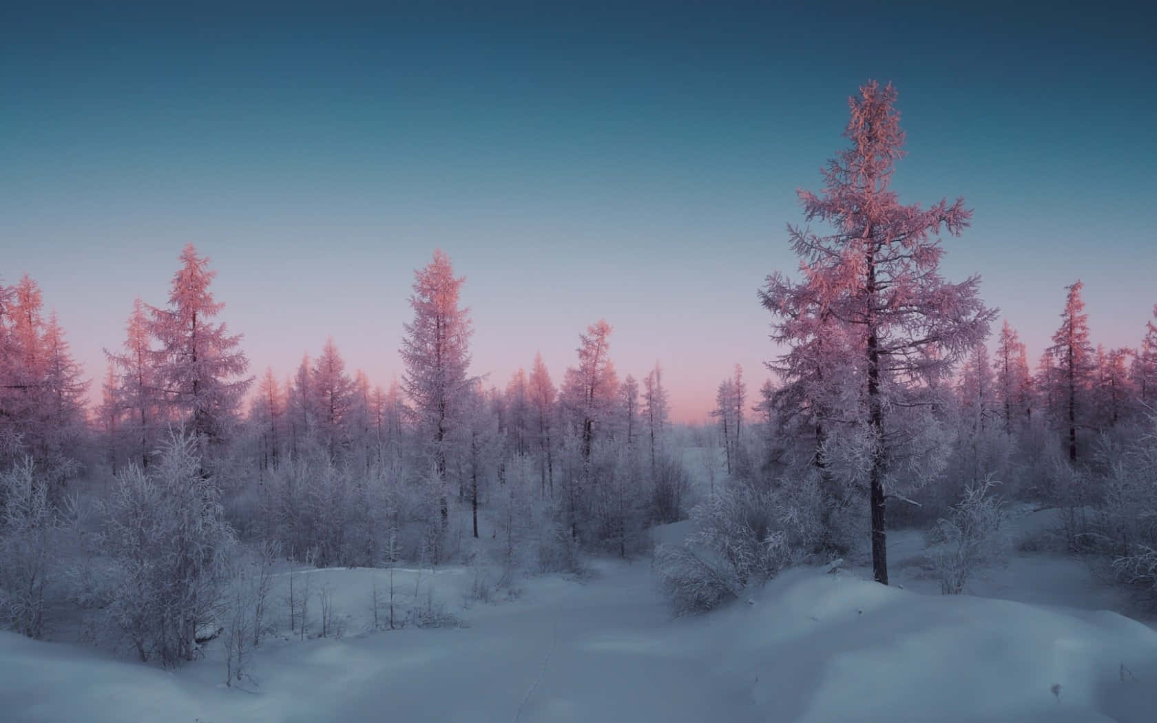 Pink Frosted Winter Forest Landscape Wallpaper