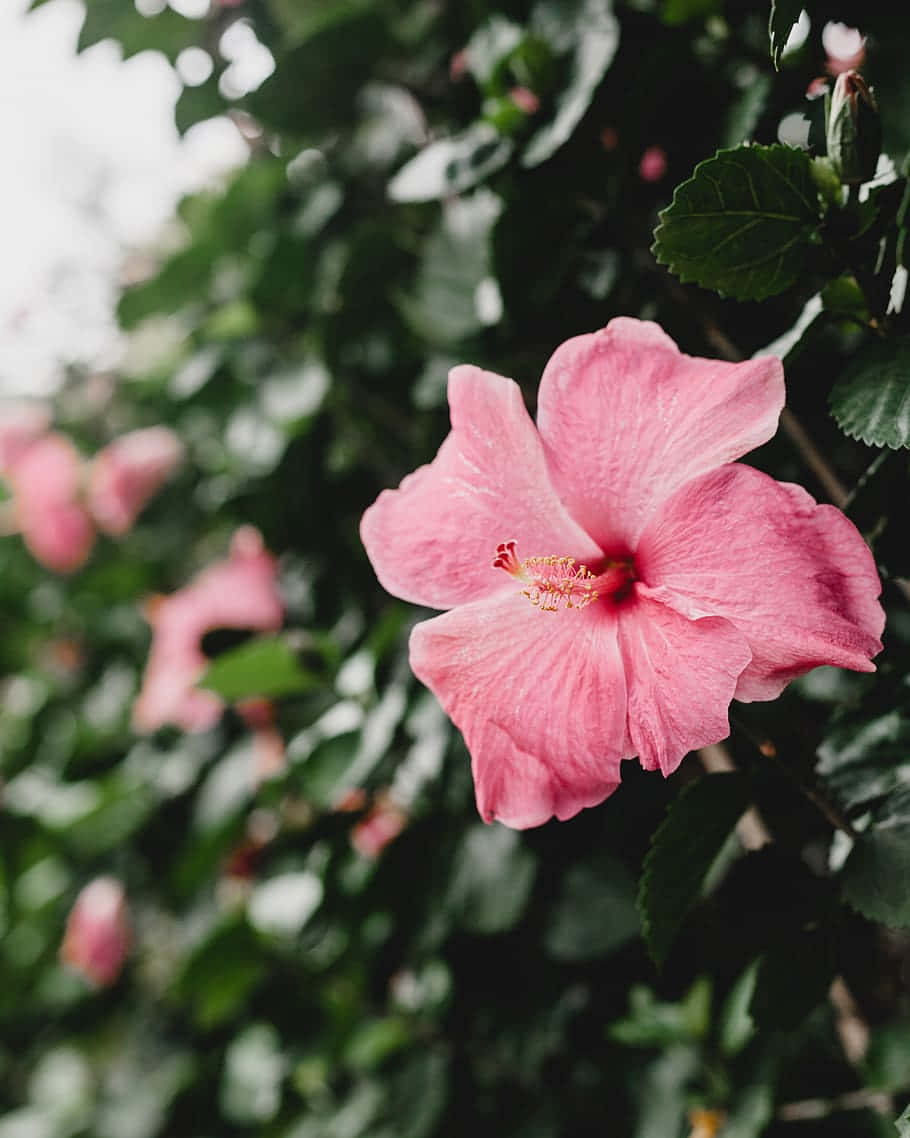 Pink Hibiscus Bloom Hawaii Wallpaper